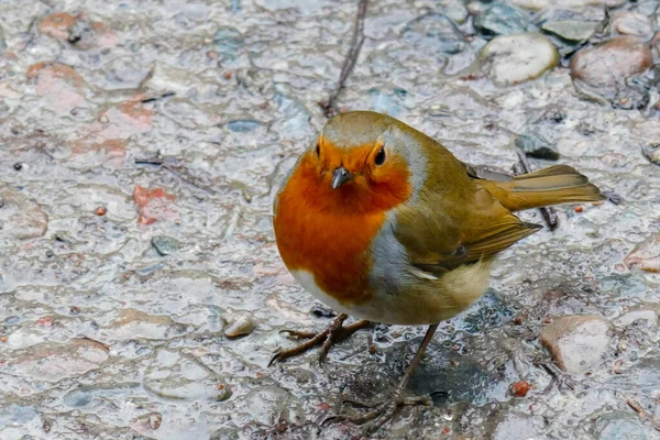 Parque em torno de Loch Shiel na Ilha Ardgour — Fotografia de Stock