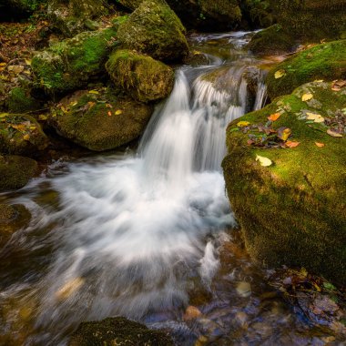 Zadielska Vadisi 'nde fevkalade bir dere ve yeşil bitki örtüsü var.