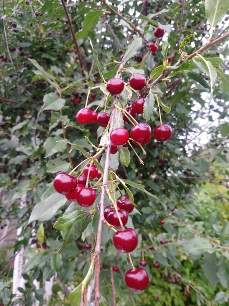 Tasty juicy cherry grows on a tree branch