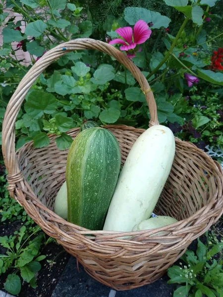 Grenn White Zucchini Basket Stands Ground — Stock Photo, Image