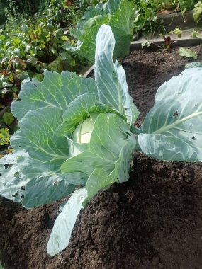 Gabbage büyük bir salıncak bir bahçe yatağında yetişir