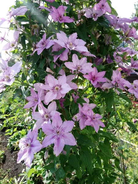 Hermosa Flor Púrpura Con Hojas Verdes Crece Suelo —  Fotos de Stock