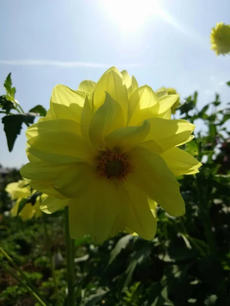 Bela Flor Amarela Cresce Sol Verão — Fotografia de Stock