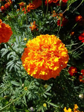 Büyük sarı çiçek yerde bahçede yetişir.