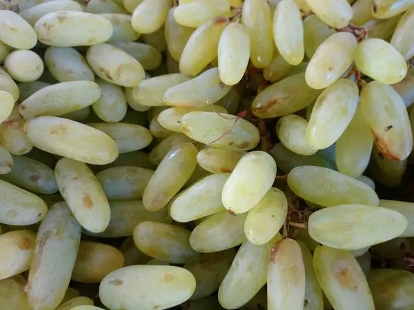 Uvas Verdes Damas Dedos Encuentra Mostrador — Foto de Stock