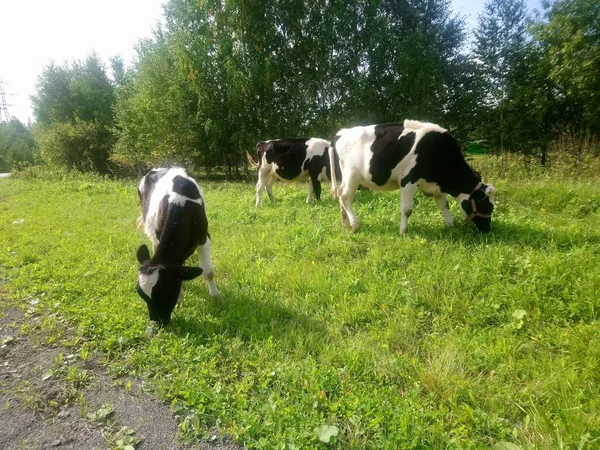 Три Корови Їдять Траву Газоні Літній День — стокове фото