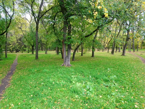 Bellissimo Prato Dietro Quale Crescono Gli Alberi Nel Parco Autunno — Foto Stock