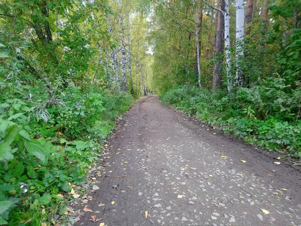 Straße Mit Gelben Blättern Und Bäumen Rund Den Park — Stockfoto