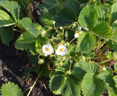 Küçük çilek çalıları bir yaz günü bir yatakta büyür.