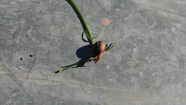 Kleine Schnecke Kriecht Auf Dem Boden — Stockvideo