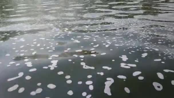 Piccolo Flusso Fluviale Con Bolle Acqua — Video Stock