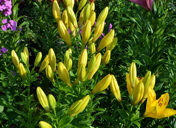 许多没有开花的百合花在花园里生长 — 图库照片