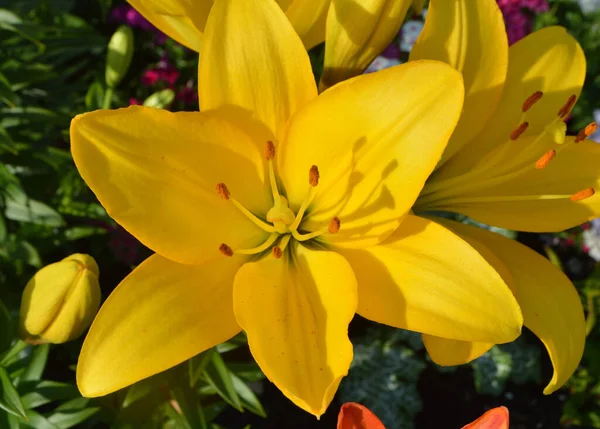 夏天花园里长着美丽的黄色百合花 — 图库照片
