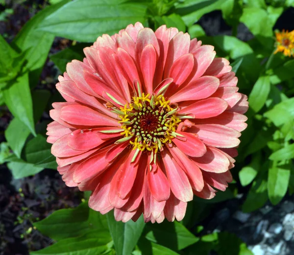 Hermosa Flor Zinnia Crece Verano Jardín — Foto de Stock