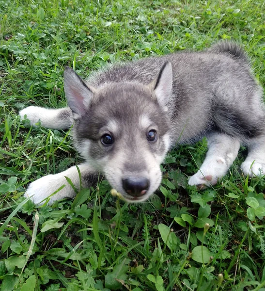 Piękny Husky Szczeniak Leży Zielonej Trawie — Zdjęcie stockowe