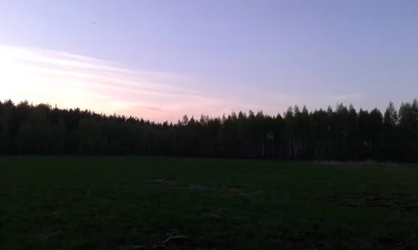 Puesta Sol Roja Sobre Bosque — Foto de Stock