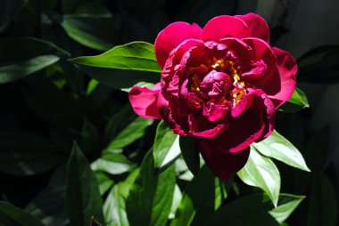 güneşli bir günde kırmızı şakayık