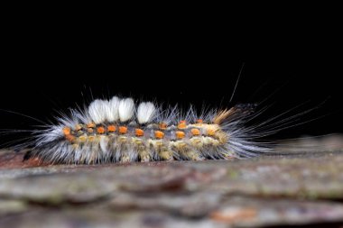 Güzel ve renkli tırtıl kabuğu üzerinde yürüyor.