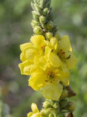 sığırkuyruğu sarı çiçek 