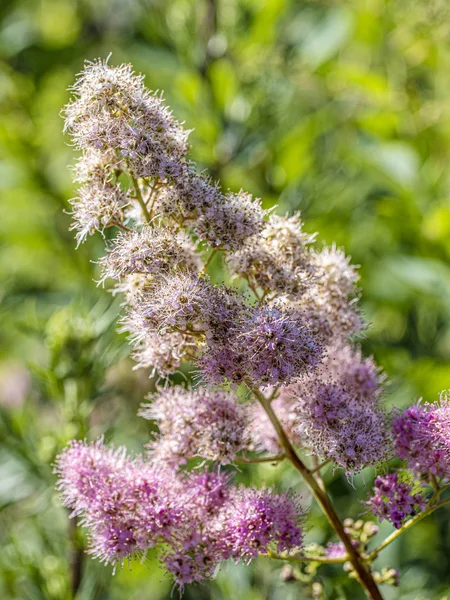 Fleur Rose Pâle Sur Prairie — Photo