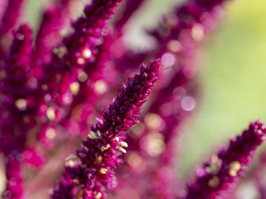 çayırda güzel çiçek Amaranthus