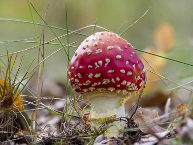 Beyaz noktalarda kırmızı mantar