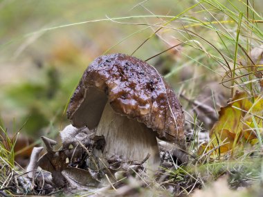 Ormanda muhteşem ıslak Boletus edulis.
