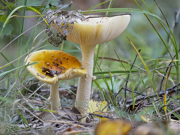 Yellow mushrooms on the meadow