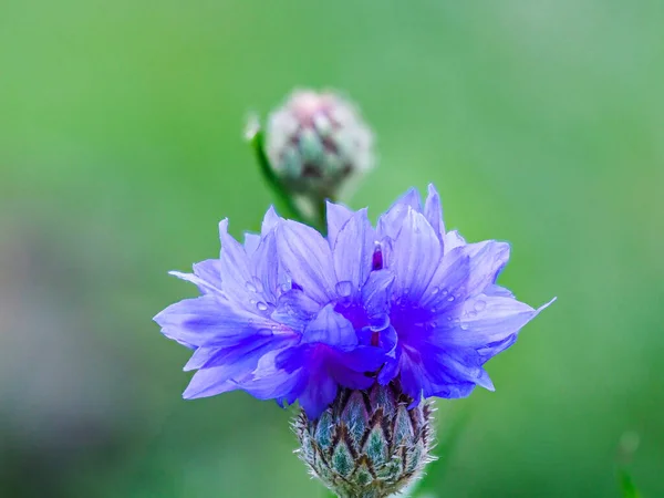 Μπλε Λουλούδι Στο Λιβάδι — Φωτογραφία Αρχείου