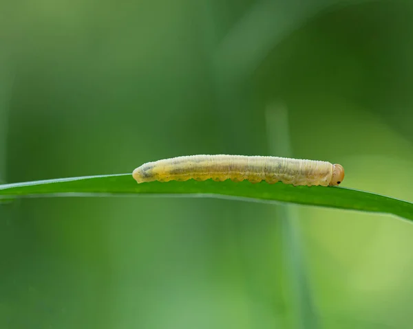 Larva Dolerus Στη Λεπίδα Του Χόρτου — Φωτογραφία Αρχείου