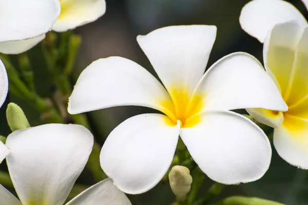 Белые цветы Plumeria красивые, frangipani — стоковое фото