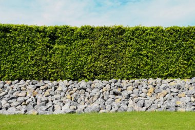 güzel ağaç çit, yeşil alan ve mavi gökyüzü ve clo ile taş