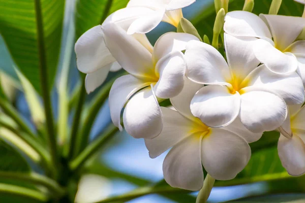 Güneş ışığı güzel, frangipani bulanıklık ile Beyaz Plumeria çiçekler — Stok fotoğraf