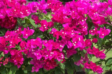 renkli bougainvillea çiçek
