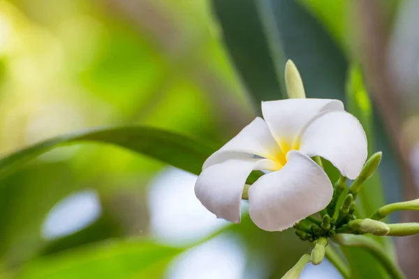 Flores de Plumeria Blanca con luz del sol hermosa, desenfoque frangipani —  Fotos de Stock