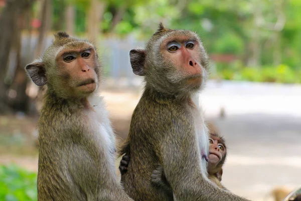 Sevimli maymunlar, komik maymunlar — Stok fotoğraf
