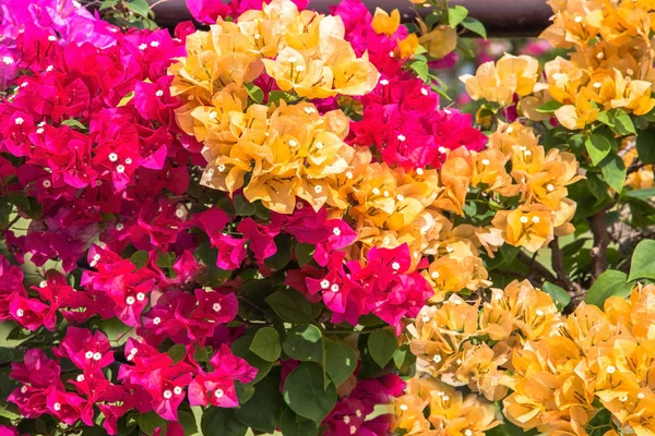 Flor Bougainvillea colorida — Fotografia de Stock