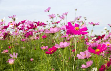 Arka plan için Cosmos Çiçek alanı Güzel, bahar sezonu fl