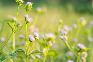 Yabani otlar ile Orman çayır, küçük derinliği ile Makro görüntü 