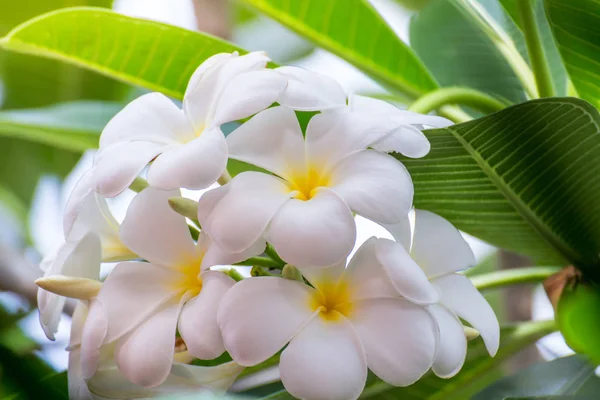 白いプルメリアの花は、太陽の光が美しい、フランジパニぼかし — ストック写真