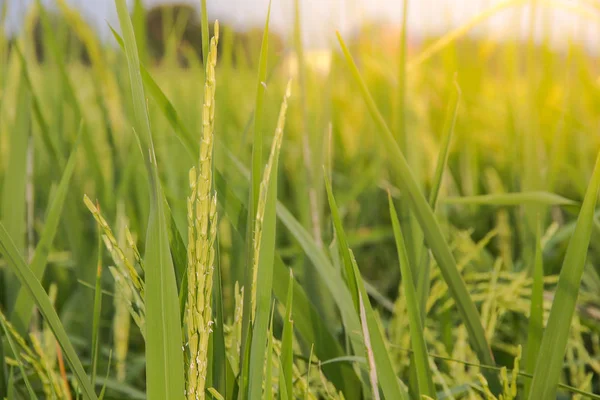 Bir çeltik tarlasında Pirinç, Blur Paddy pirinç alanında sabah backg