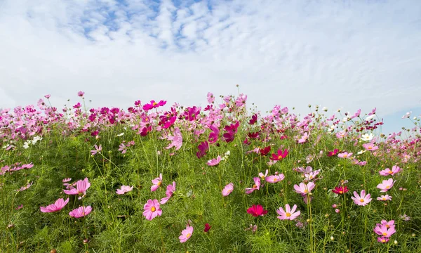 Belo de Cosmos Campo de flores para fundo, temporada de primavera fl — Fotografia de Stock