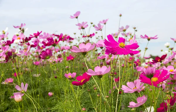 Beautiful of Cosmos Flower field for background,spring season fl — Stock Photo, Image