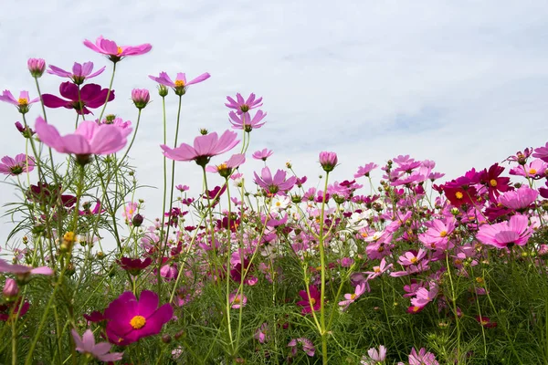 Belo de Cosmos Campo de flores para fundo, temporada de primavera fl — Fotografia de Stock