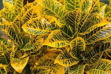 Soyut Pothos yaprak arka plan 