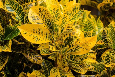 Soyut Pothos yaprak arka plan 