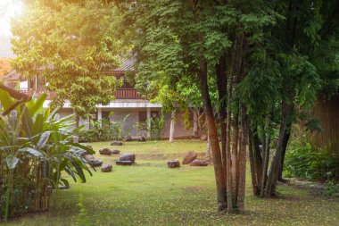 Küçük bahçe köşesinde güzel ağaç, dekorasyon gardenin
