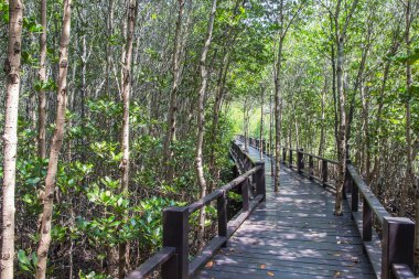 Pranburi ulus parkı, Tayland de mangrov ormanda geçit