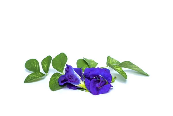 Flor y hoja de guisante azul aisladas sobre fondo blanco — Foto de Stock