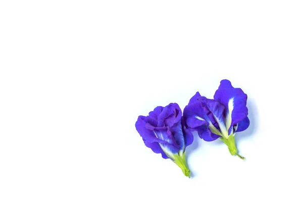 Flor de guisante azul aislada sobre fondo blanco — Foto de Stock